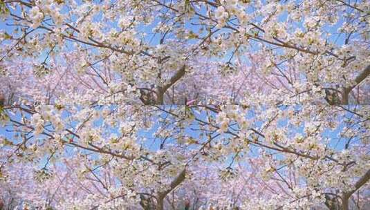 春天盛开的樱花树花朵随风摇曳慢镜头高清在线视频素材下载