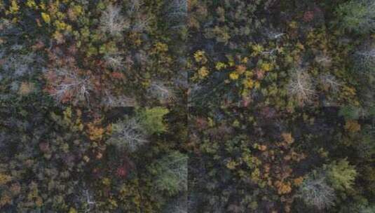 北美大草原上美丽的秋天森林上空飞行的俯视图高清在线视频素材下载