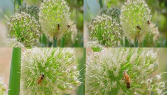 大葱花蜜蜂高清在线视频素材下载