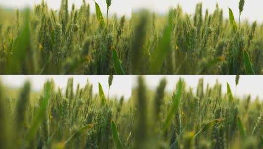 小麦麦穗 青麦穗 夏至高清在线视频素材下载
