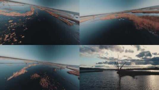 航拍湿地公园天鹅飞翔野鸭子冬天湖泊枯树高清在线视频素材下载