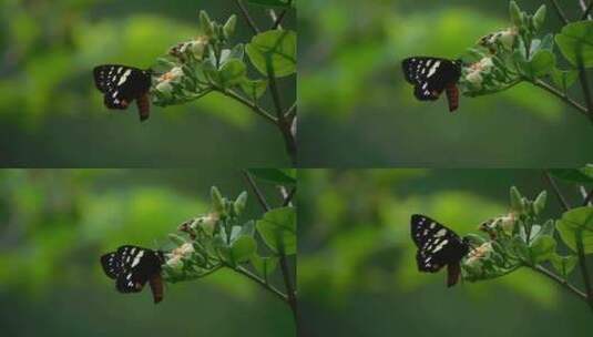 大自然、蝴蝶采花粉、特写蝴蝶高清在线视频素材下载
