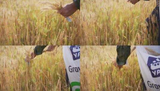 农妇在小麦田割小麦高清在线视频素材下载