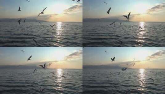 一群海鸥在海上飞翔高清在线视频素材下载