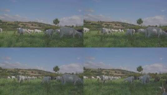 草原群羊休闲高清在线视频素材下载