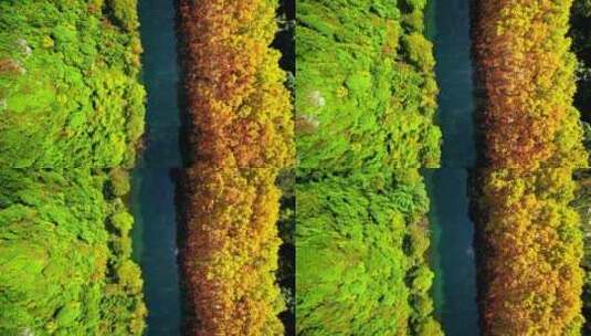 秋天枫树落叶航拍高清在线视频素材下载