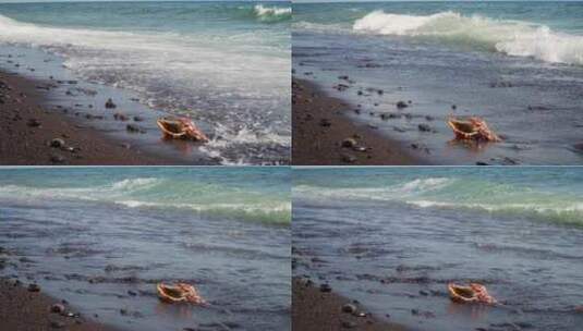 沙滩上的大贝壳高清在线视频素材下载