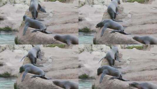 躺在岩石上的海狮高清在线视频素材下载