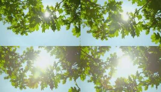 阳光透过橡树叶4k高清在线视频素材下载
