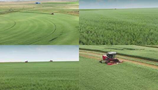 大麦田 收割牧草 大麦收割高清在线视频素材下载