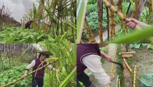 农民砍甘蔗摘竹甘蔗高清在线视频素材下载