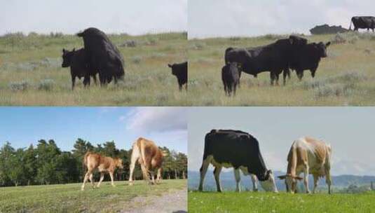 [合集] 草原上的牛群高清在线视频素材下载