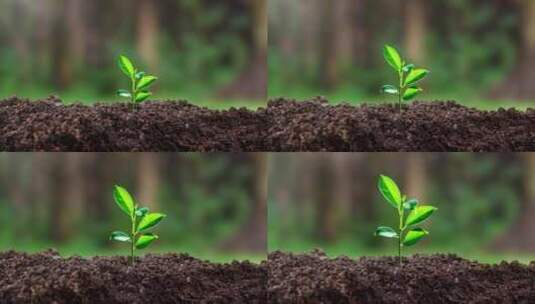 植物生长高清在线视频素材下载