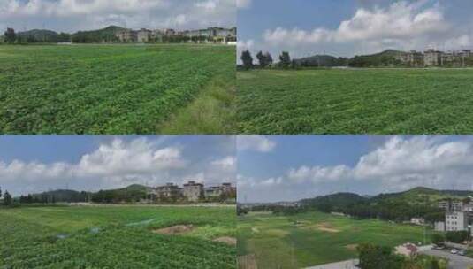 平潭岛上的农田高清在线视频素材下载