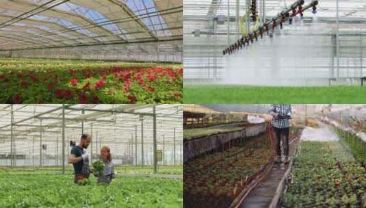 【合集】专业化农业大棚种植素材高清在线视频素材下载
