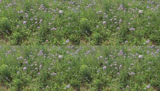 城市公园绿色植物花草实拍高清在线视频素材下载