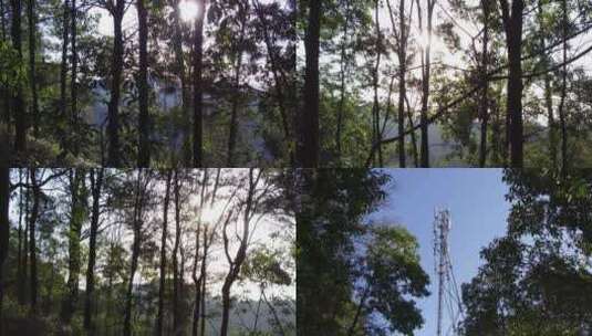 山林树木高清在线视频素材下载
