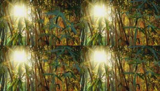 4K-唯美逆光下的秋季竹林高清在线视频素材下载