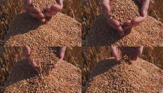 双手捧起麦子粮食水稻高清在线视频素材下载