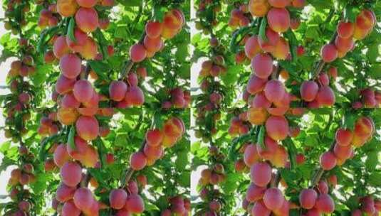 4k果实累累的桃子高清在线视频素材下载