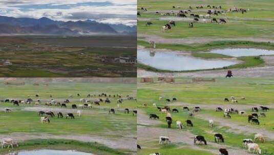 航拍西藏珠峰村落放牧风光高清在线视频素材下载
