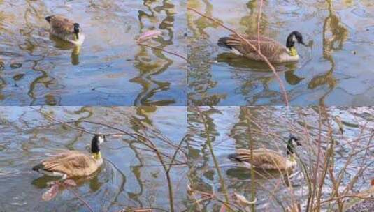 湖里的鸭子高清在线视频素材下载