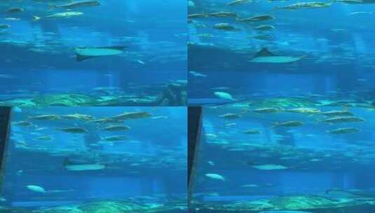 三亚失落的空间水族馆高清在线视频素材下载