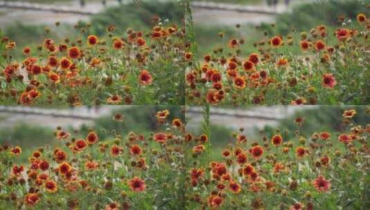 花丛中植物花朵高清在线视频素材下载