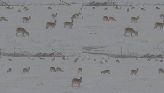 冬天雪地里来了野生黄羊高清在线视频素材下载