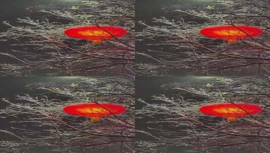飘雪夜色中树木枝头的红灯笼高清在线视频素材下载
