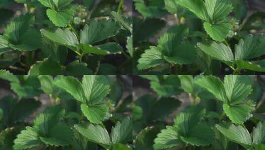 凤梨草莓 草莓 草莓叶 草莓幼苗 植物 水果高清在线视频素材下载