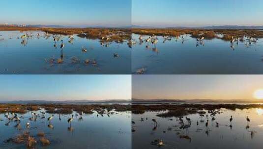 威宁草海自然保护区黑颈鹤晚霞夕阳高清在线视频素材下载