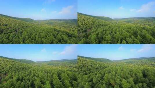 南京溧水无想山竹海穿越机茂盛的山林风景高清在线视频素材下载