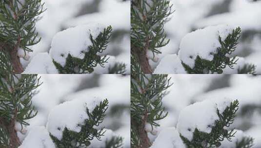 冬天下雪唯美雪景松树枝头被雪覆盖高清在线视频素材下载