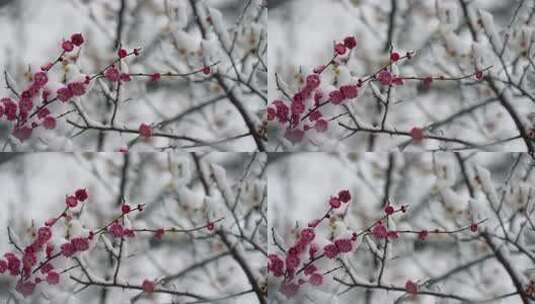 春天公园里雪中盛开的梅花空境升格高清在线视频素材下载