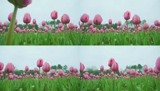 粉色郁金香花海特写高清在线视频素材下载