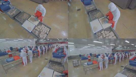 海参加工生产线工人在流水线上处理海鲜制品高清在线视频素材下载