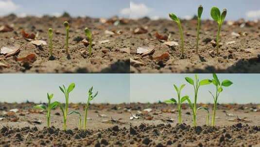 土壤中幼苗生长延时特写拍摄高清在线视频素材下载