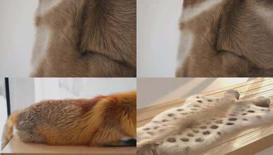 柔软的动物毛发高清在线视频素材下载