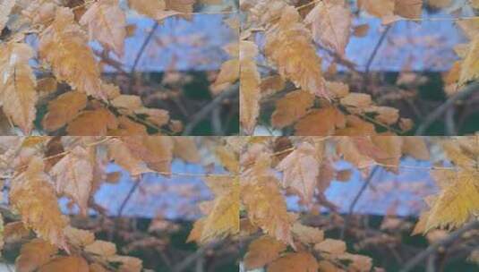 秋季植物枯黄树叶特写高清在线视频素材下载