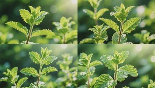 阳光下的绿色植物特写高清在线视频素材下载