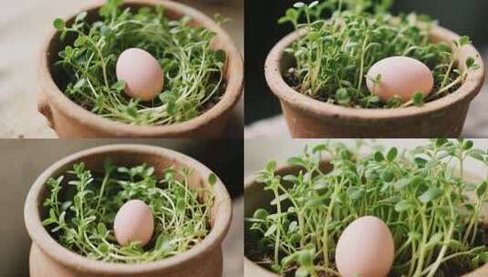 盆栽中鸡蛋与绿色植物特写高清在线视频素材下载