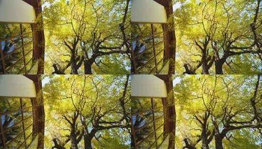 秋日阳光下的银杏树窗景金黄银杏与建筑辉映高清在线视频素材下载