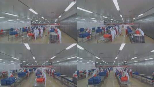 海参加工生产线工人在流水线上处理海鲜制品高清在线视频素材下载