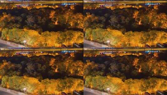 额济纳胡杨林小火车内蒙古风景秋天胡杨高清在线视频素材下载