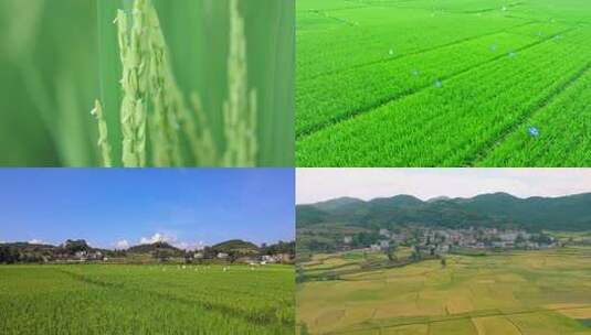 农业种植稻田中水稻生长过程特写高清在线视频素材下载