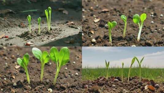 破土而出的小苗生长延时拍摄高清在线视频素材下载