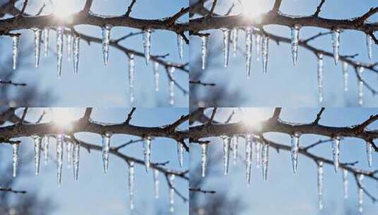 树枝结冰阳光下特写素材高清在线视频素材下载