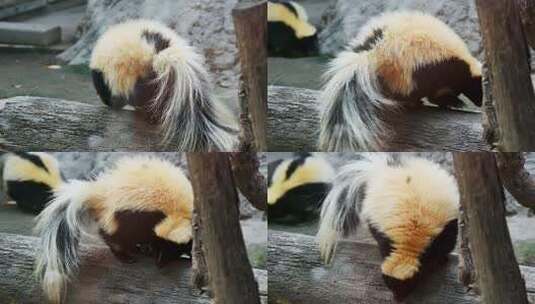 臭鼬在木头上活动的实拍素材高清在线视频素材下载