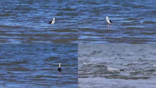 沙滩上的鹬鸻合集、湿地水鸟觅食画面高清在线视频素材下载